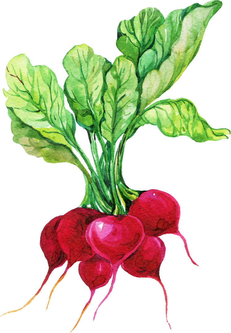 Radish watercolor illustration